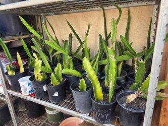 50 Dragon Fruit. Potted/rooted. White & Red. Trade for Plumeria. Can Deliver