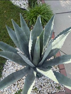Agave
