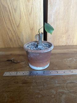 plant - pseudobombax ellipticum