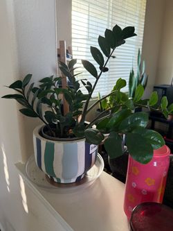 ZZ Plant (its name is Alicia)