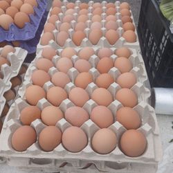 Fresh Farm Eggs Cage Free 