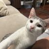 Gustavo