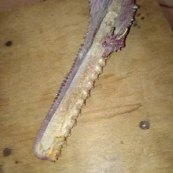 Dragon Incense Holder 