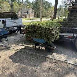 Grass Sod 