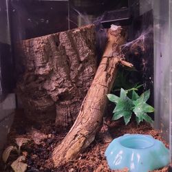 Pink Toe Tarantula/tank 