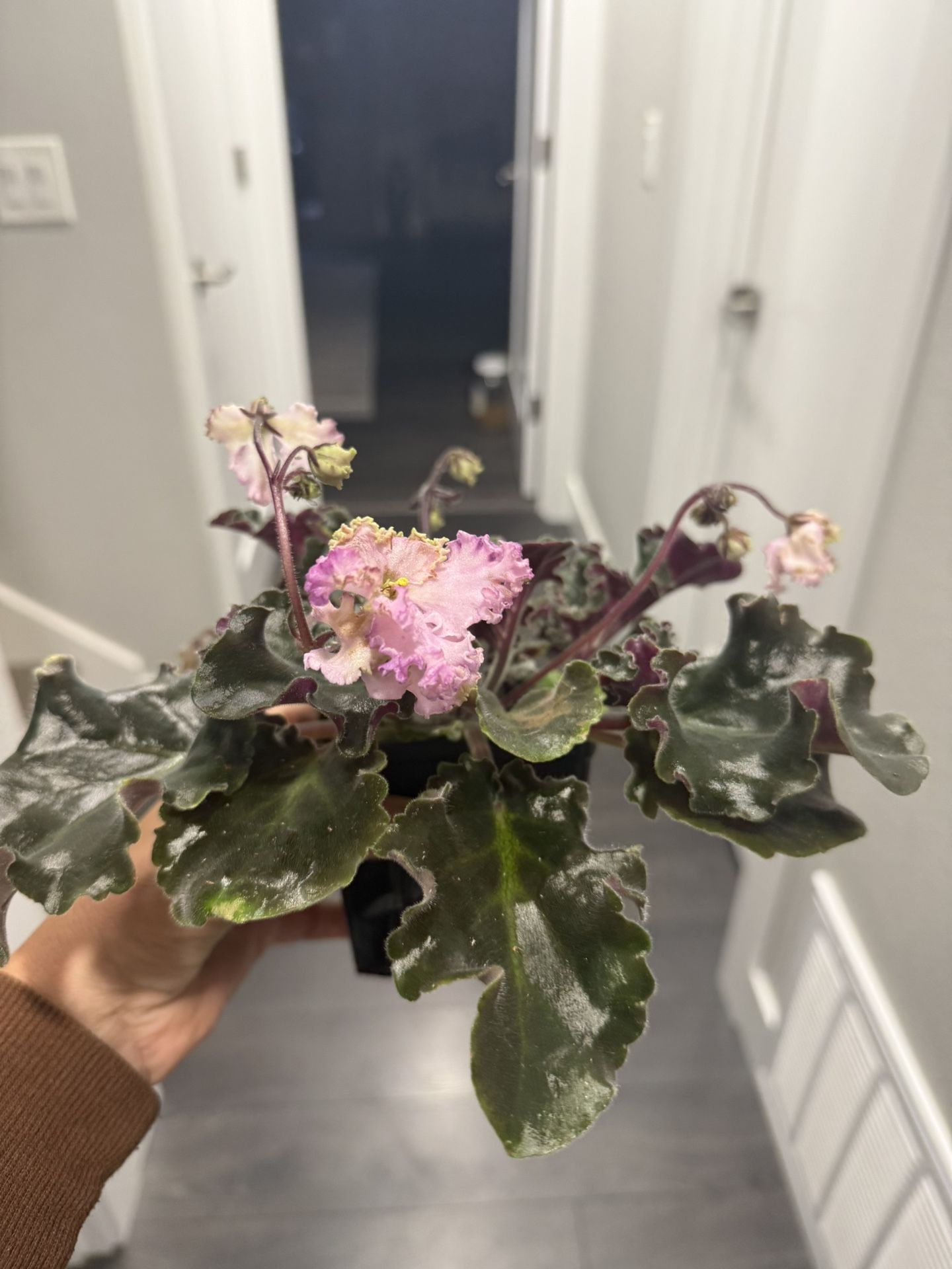 African Violet Curley Blooming Plant In Pot Rare Pink