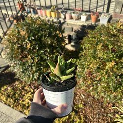 Aloe Nobilis Succulent Plant 3.5 inchies container