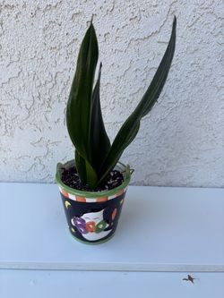 Sansevieria Fabi