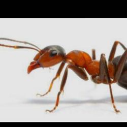 Ants services all of Orange County