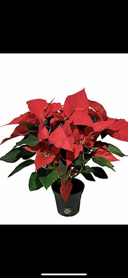 Poinsettia Noche Buena 🌱