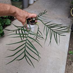 Philodendron TORTUM Plant $25
