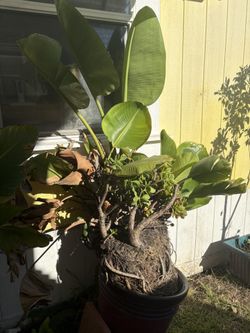 Large Bird Of Paradise/ Crassula Jade