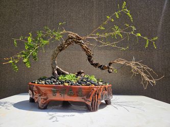Old Operculicarya Decaryi Bonsai Tree 