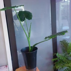Live Alocasia 