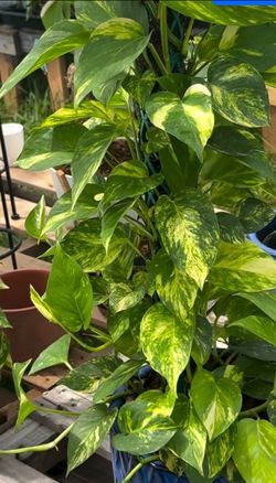 Lush Trailing High variegation pothos money plant/ indoor plant/ house Plant / flower patio