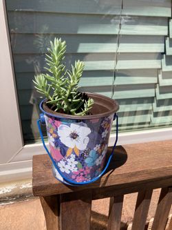 Small Succulent  Natural Plant 