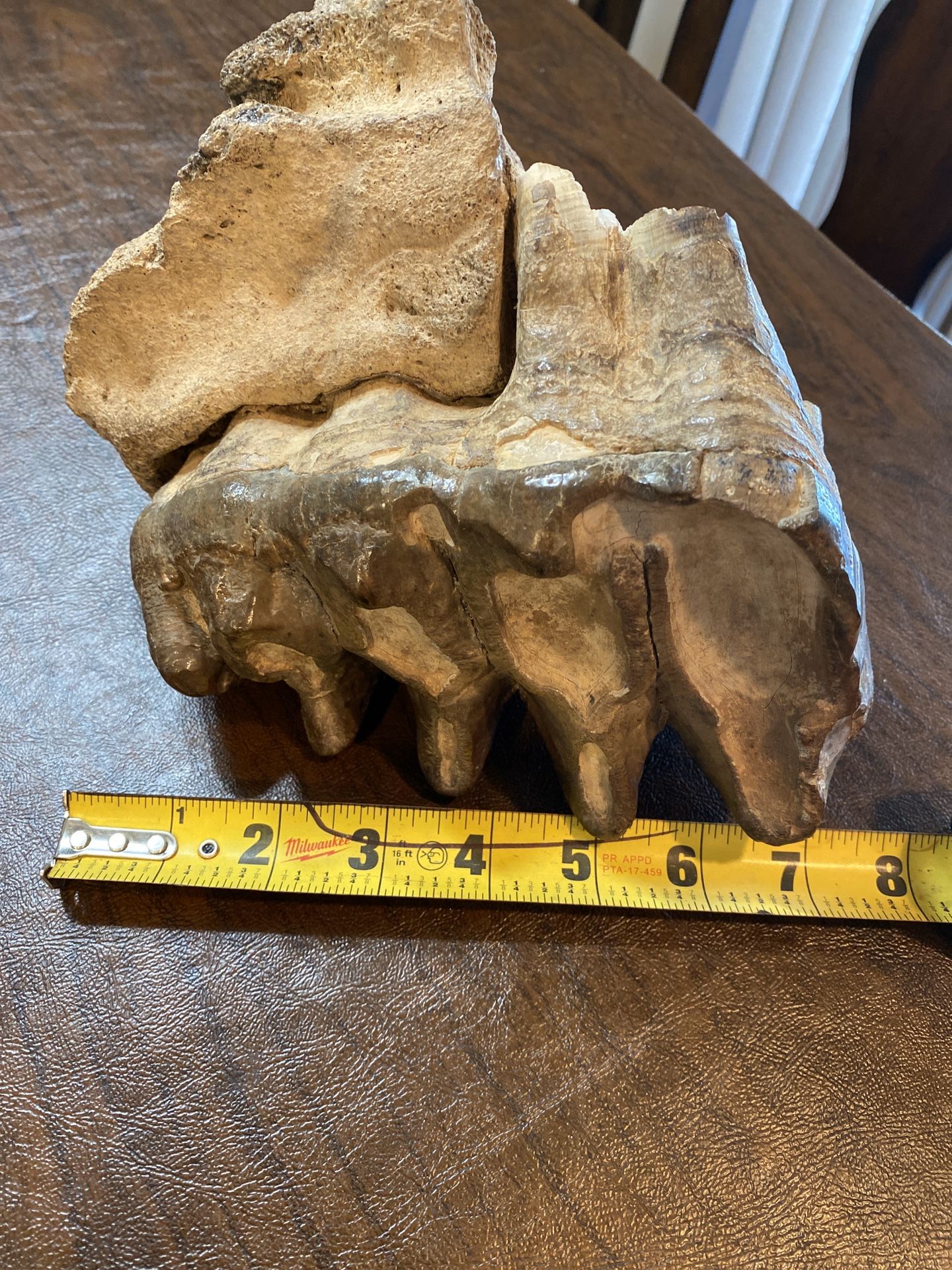 Mastodon tooth