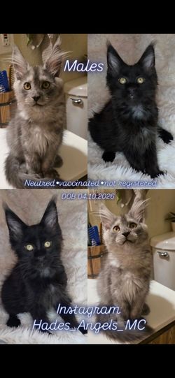 Maine coon cat tree