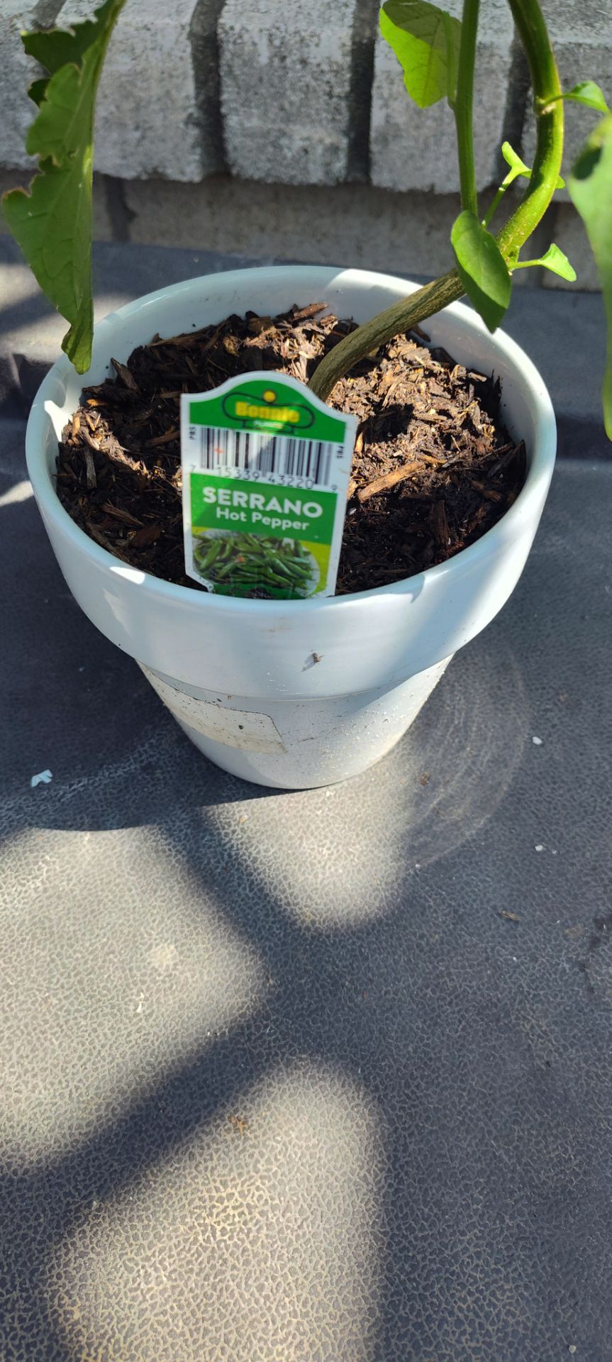 Serrano Pepper Plant with Pot
