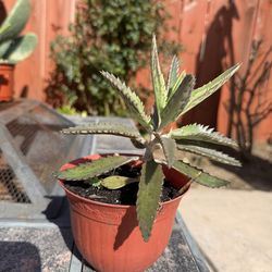 Mother of millions succulent