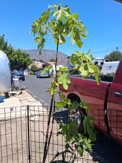 Fig tree