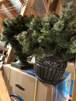 Woodland Potted Bush