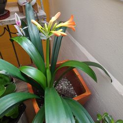 Large Blooming Clivia Orange Plant for Sale in Seattle, WA - OfferUp