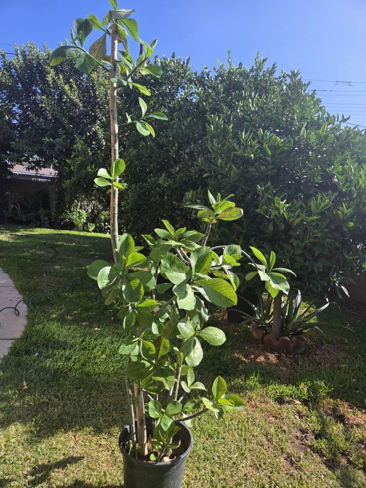 Milk Brush Plant Medesinal