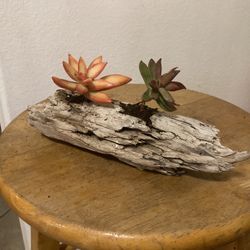Small Succulent Driftwood Arrangement