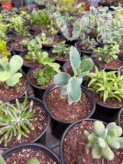 Plants