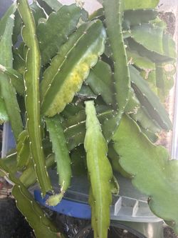 Pitaya Dragon Fruit Cuttings