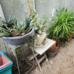 Big plant yard sale today!!!! Open now!!!!