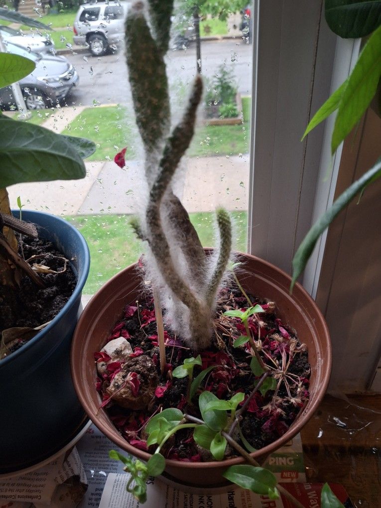Cactus Plant