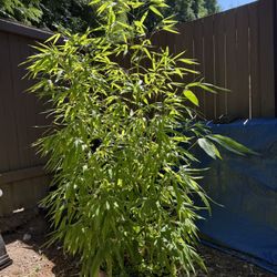 Live Bamboo Plant