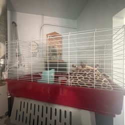 guinea pig cage/ bedding