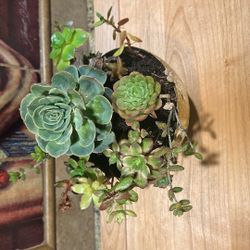 Assorted Succulents 