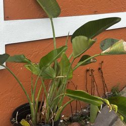 Plants 