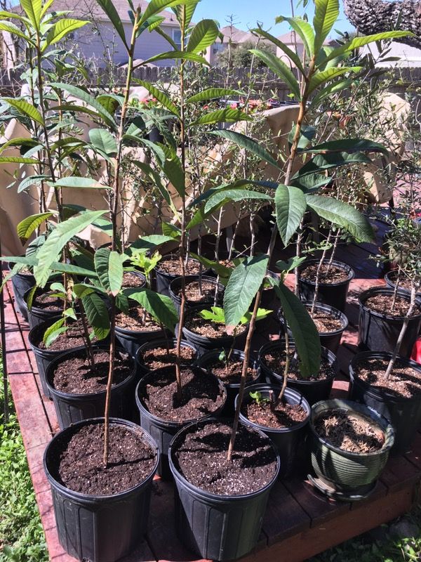 Loquat/ Chinese Plum Tree