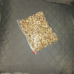 Semilla De Moringa  100×5dls