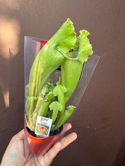 2” pitcher plant