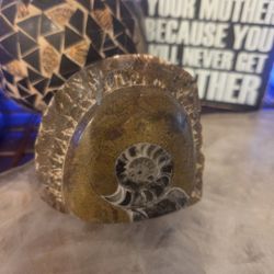 Ammonite Fossil 5.13in x 4.15in 