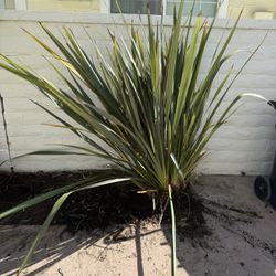 Giant 6 Foot Tall, Green Flax Plant For Sale Or Trade