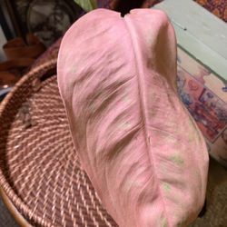 Aglaonema Sweet Banana