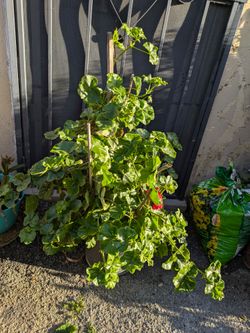 Potted Red Geranium Plant