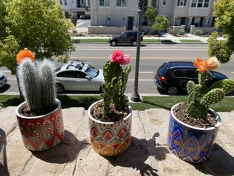 Cactus with cute pot