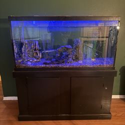 Fish Tank