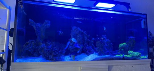 150 Gallon Starfire Reef Tank – COMPLETE High-End Setup – Radion / EcoTech