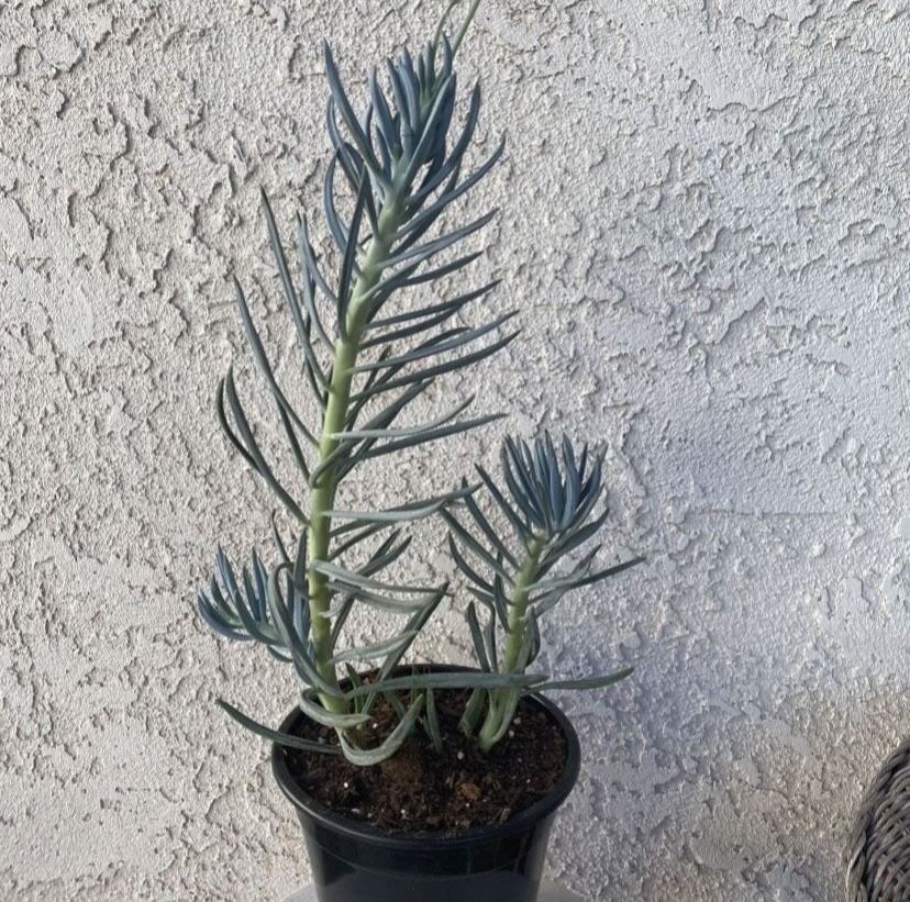 1.5 Gallon Pot Succulent Plant - Blue Fingers - Curio Talinoides - Rooted & Established - Drought Resistant 🪴