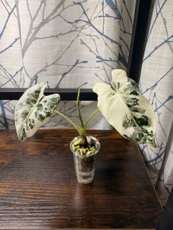 Alocasia Variegated Frydek