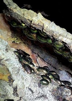 Rehome Isopods
